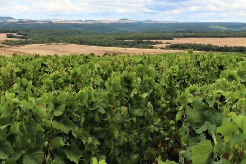 Les nouveaux territoires français du vin