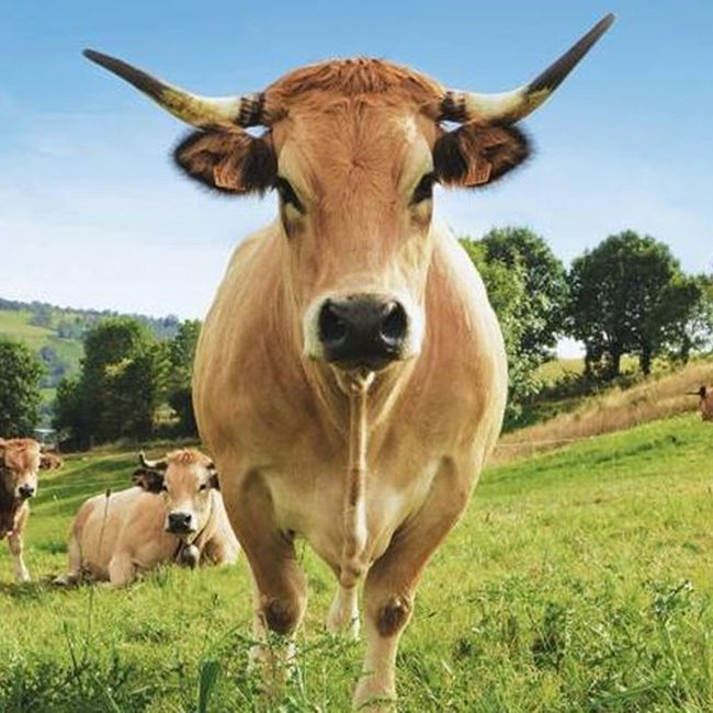 Fleurs d’Aubrac Fleurs d’Aubrac