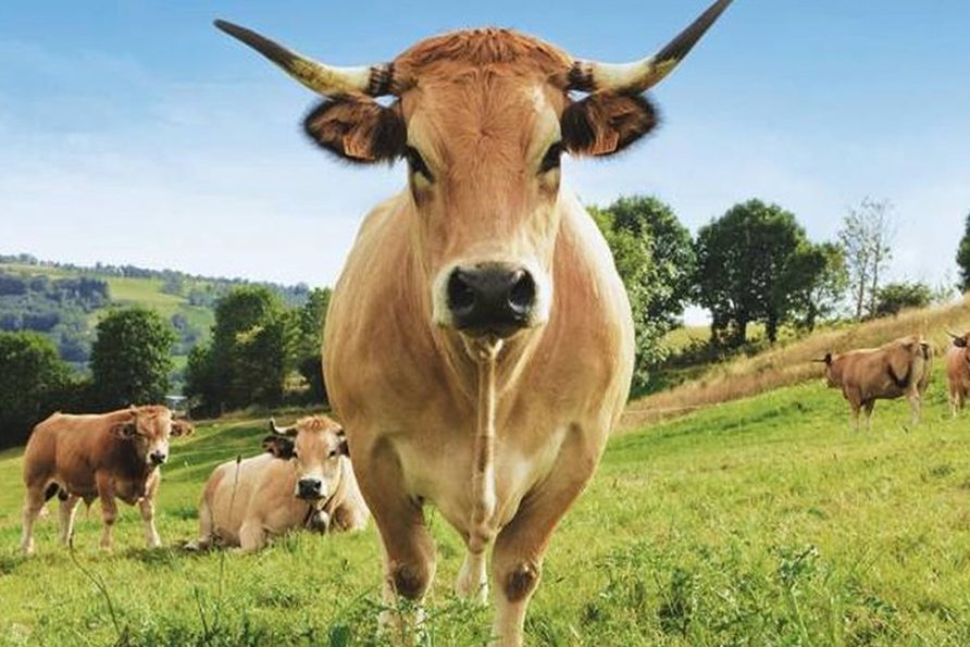 Fleurs d’Aubrac