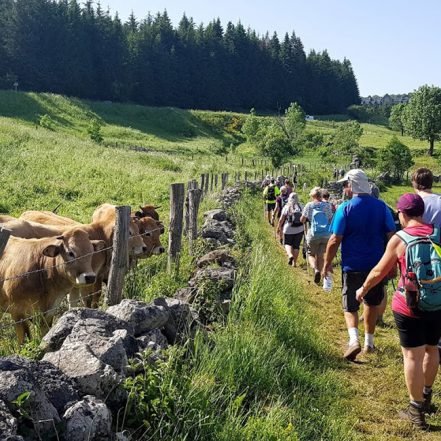 Fleurs d’Aubrac